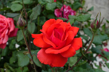 very fresh red rose in rosewood, single red rose,