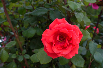 very fresh red rose on rosewood,single red rose,close-up,
