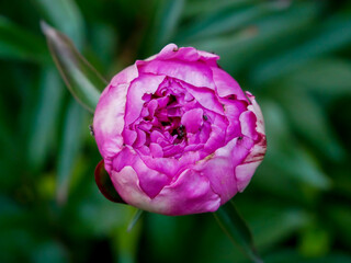 Signle georgeous peony in a full bloom