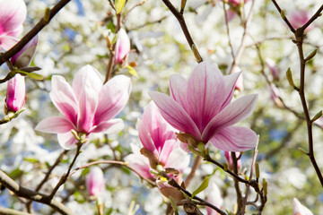 Magnolia blooming in the spring - seen upwards 