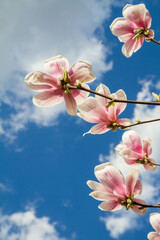 Magnolia blooming in the spring - seen upwards against blue sky and some clouds	

