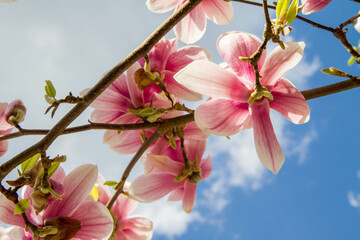 Magnolia blooming in the spring - seen upwards against blue sky and some clouds	
