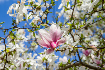 Pink Magnolia flower with white magnolia above it blooming in the spring - seen upwards against blue sky 