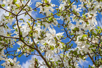 White Magnolia blooming in the spring - seen upwards against the sky 
