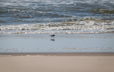 little bird on the beach