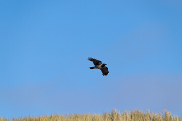 crow in flight