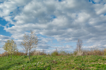 beautiful view in the park, blue sky with clouds, summer sunny day in nature, Ingolstadt