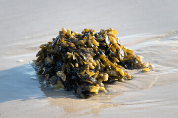 seaweed (marine algae) on beach © AMK