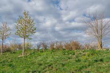 beautiful view in the park, blue sky with clouds, summer sunny day in nature, Ingolstadt