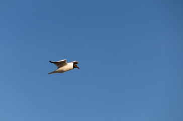 black-headed gull in flight