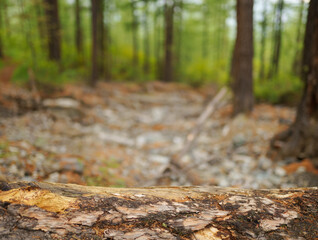 wooden surface in forest