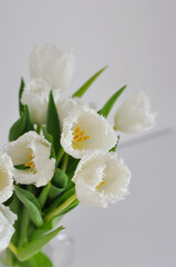 Fototapeta na wymiar bouquet of beautiful white tulips