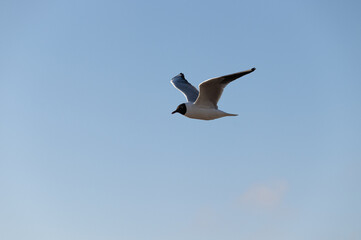 seagull in flight