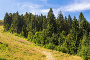 Fototapeta na wymiar coniferous forest on the grassy hill. beautiful carpathian mountain landscape in summer. sunny weather with fluffy clouds on the sky