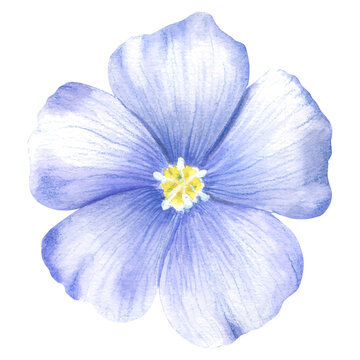 Blue-purple flax flower. A blue flower painted in watercolor. Wild spring watercolor flower. An isolated element of the flax illustration.