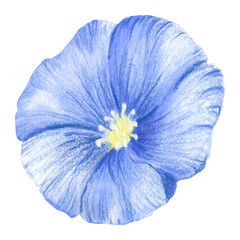 Blue-purple flax flower. A blue flower painted in watercolor. Wild spring watercolor flower. An isolated element of the flax illustration.