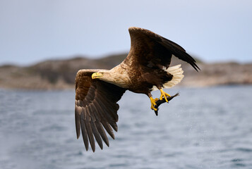 White-tailed sea eagle with prey. scientific name: Haliaeetus albicilla, is also called...
