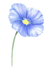 Blue-purple flax flower. A blue flower painted in watercolor. Wild spring watercolor flower. An isolated element of the flax illustration.