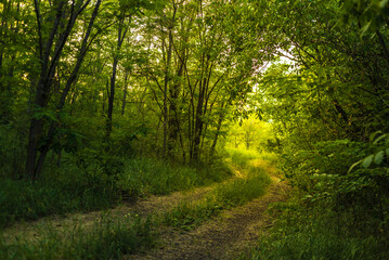 Path Through The Magic Forest, Summer scene, Dirt road, country. valley countryside road between...