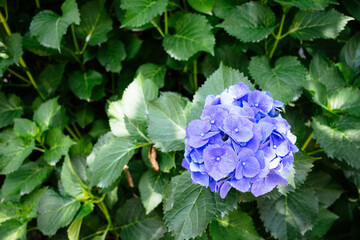 Hydrangea