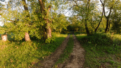 Fototapeta na wymiar field road in the summer morning