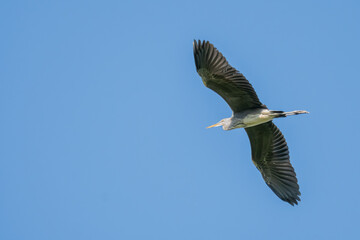 Gray heron soaring on unfolded wings
