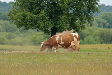 A cow in a sandbox covers itself with sand