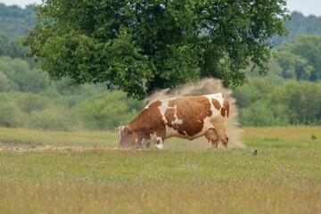 A cow in a sandbox covers itself with sand