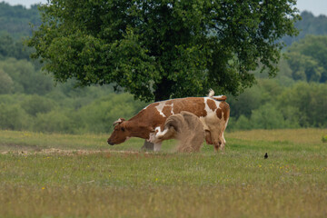 A cow in a sandbox covers itself with sand