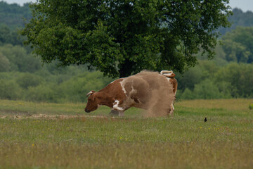 A cow in a sandbox covers itself with sand