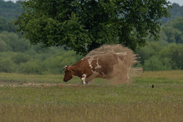 A cow in a sandbox covers itself with sand