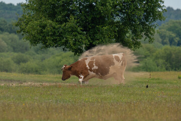 A cow in a sandbox covers itself with sand