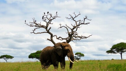 elefante en espacio natural con árboles viejos