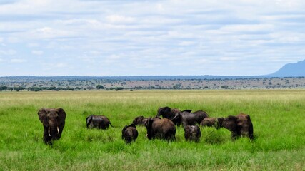 grupo de elefantes comiendo en las llanuras
