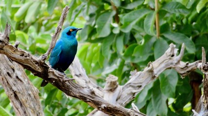 Gran estornino de orejas azules (Lamprotornis chalybaeus) posado en una rama con fondo verde
