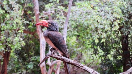 El cálao coronado (Lophoceros alboterminatus) posado en una rama con fondo de árboles
