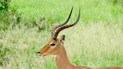 Impala (macho)