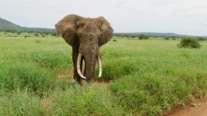elefante con grandes colmillos
