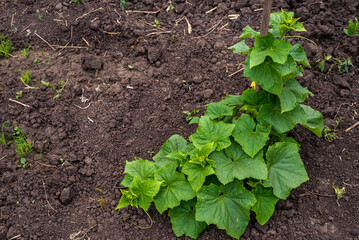 cucumber vine with peduncles and cucumber ovaries on garden net. cucumber vine. Ripening cucumbers in garden in sun in open air without gmo, Green cucumber on garden. Cucumber ripen on the garden