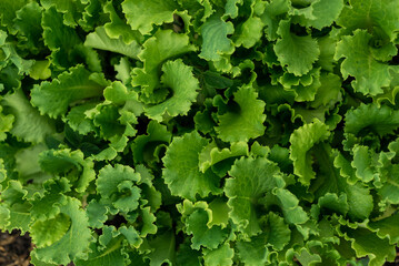 Close up of green lettuce. Concept of healthy lifestyle and dieting, Fresh lettuce in the garden, Organic lettuce grown on the ground, top view - obrazy, fototapety, plakaty