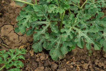 powdery mildew in Watermelon Leaf , soil  Chernozem,  .in the morning light