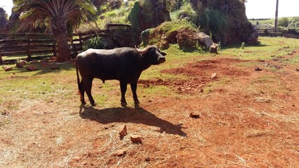 Parque de la Naturaleza de Cabarceno