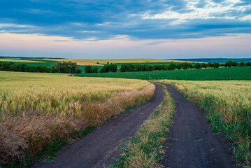 Dirt road between the fields on a country. valley countryside road between green meadows. Rural spring, landscape. morning, sunny day light Căușeni, Moldova, blue sky, wheat in the field