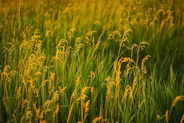 Kentucky Bluegrass (poa pratensis) in sunset light with light rays coming in from the left