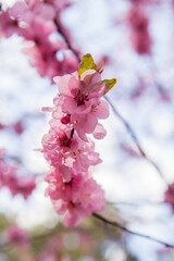 Cherry blossom in full bloom in spring - close up flowers against the sky