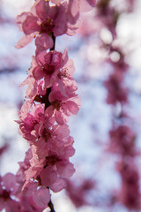 Cherry blossom in full bloom in spring - close up flowers against the sky