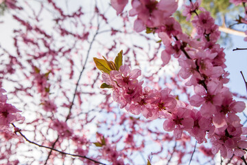 Cherry blossom in full bloom in spring - close up flowers against the sky