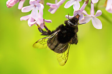 A fluffy bumblebee pollinates lilacs sitting on a flower.
