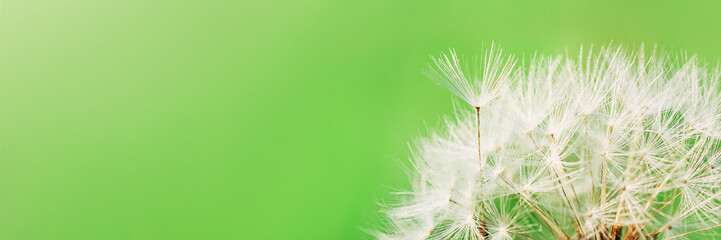Blooming fluffy dandelion head. Fluffy umbrellas with dew drops on a green background.