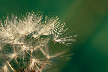 Blooming fluffy dandelion head. Fluffy umbrellas with dew drops on a green background.